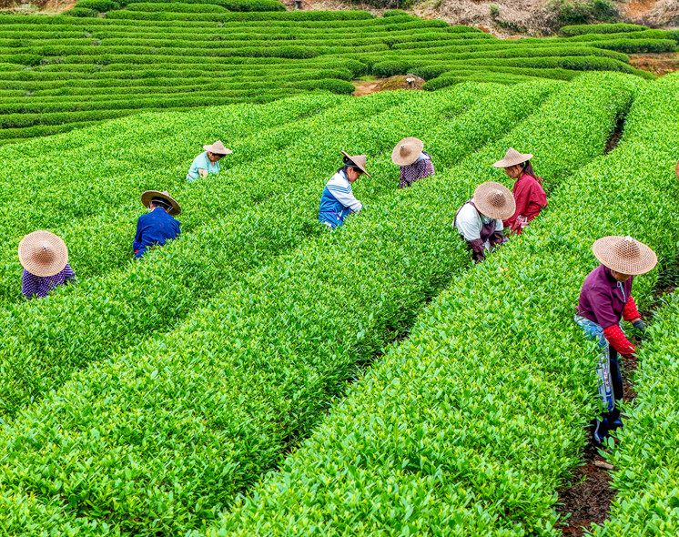 Workers at Jiarun Tea Garden harvest tea leaves in rows of bright green tea plants